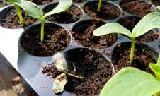 Căderea plăntuțelor, Căderea răsadurilor Căderea plăntuțelor, Căderea răsadurilor